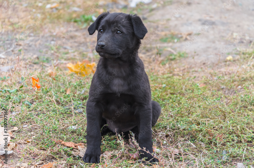 Interesting black dog walking in our yard