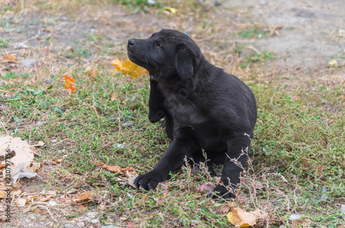 Interesting black dog walking in our yard