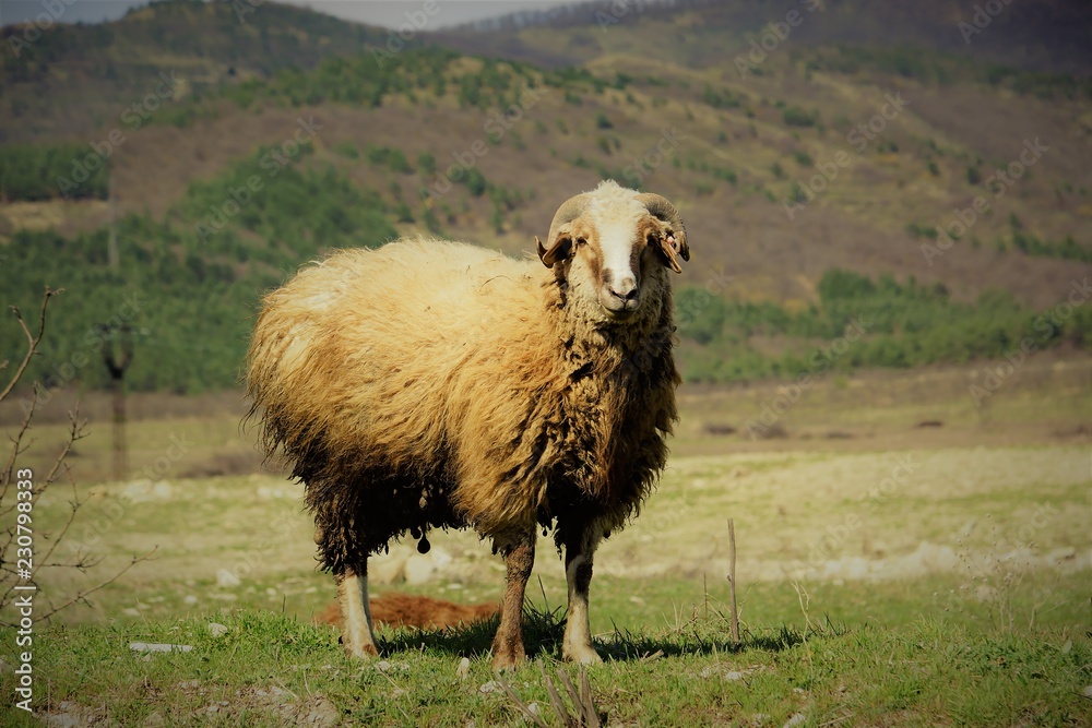 Obraz premium animal and nature like one system of earth