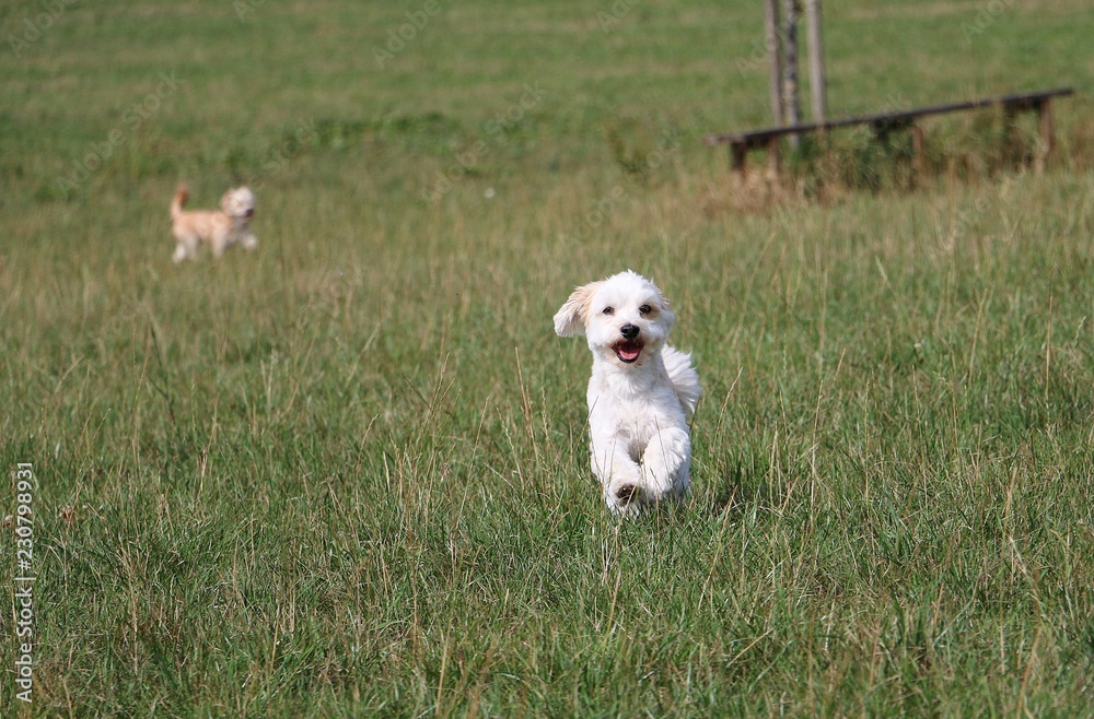 Fototapeta premium beautiful small dog is running in the garden