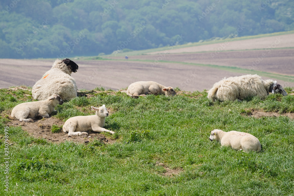 Obraz premium A small flock of sheep resting in the sun