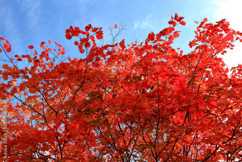 北海道、札幌の公園の秋の風景