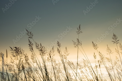 Grasses Sunset