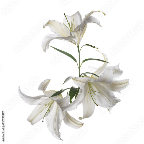 Fototapeta Naklejka Na Ścianę i Meble -  A branch of white lily flowers is isolated.