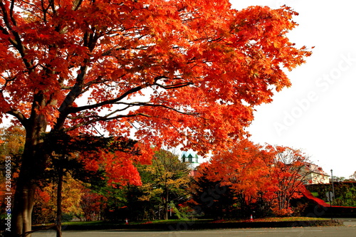 北海道、札幌の公園の秋の風景