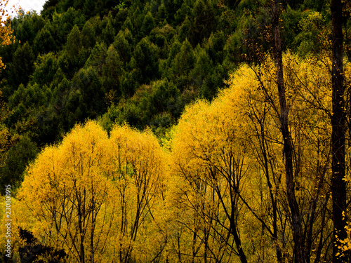 Autumn in Adamstown photo