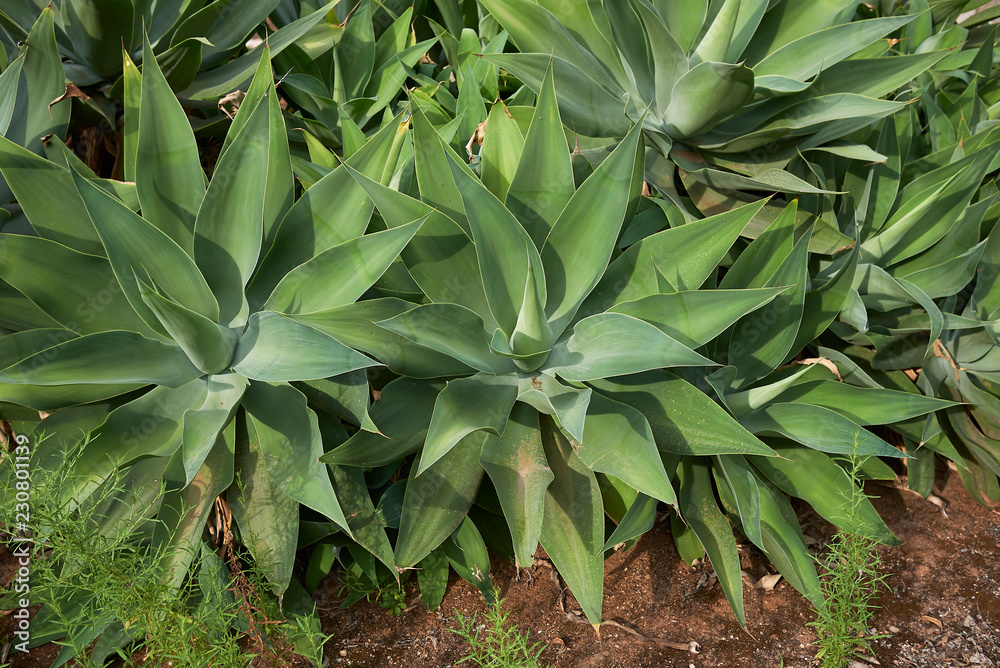 Naklejka premium Agave attenuata