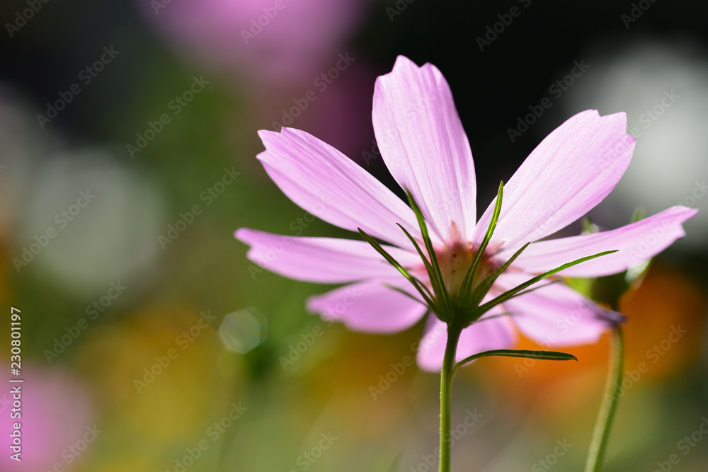 cosmos flower