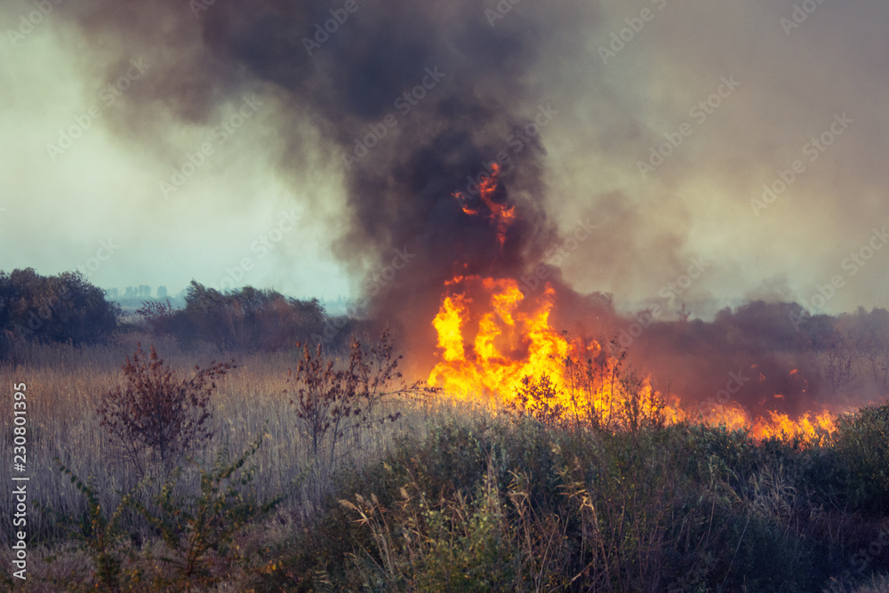 The grass burns in a meadow. Fire and smoke destroy all life.