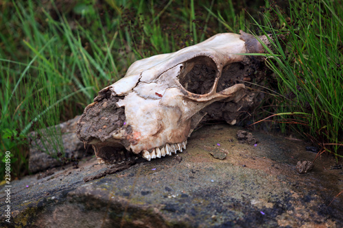 The skull of an animal lies on a stone © olgapkurguzova