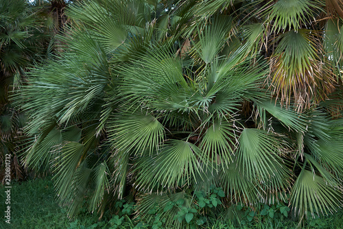 Chamaerops humilis photo