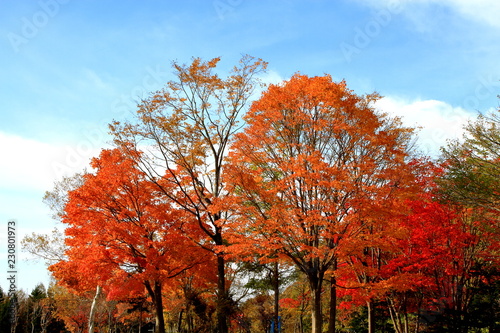 北海道、札幌の公園の秋の風景