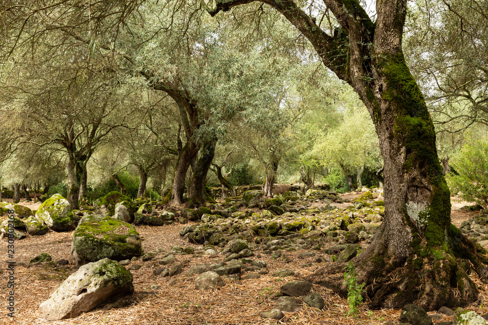 trees and rocks in the Santa Cristina Archaeological park in Sardinia trees and rocks in the Santa Cristina Archaeological park in Sardinia