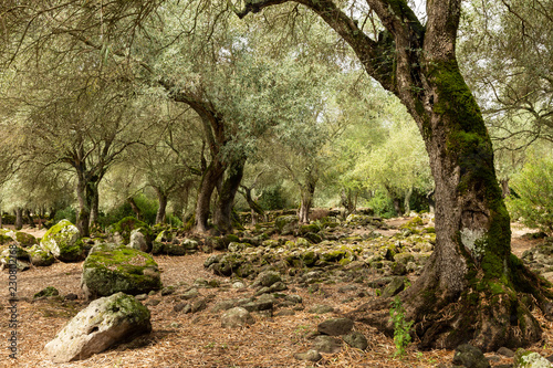 trees and rocks in the Santa Cristina Archaeological park in Sardinia