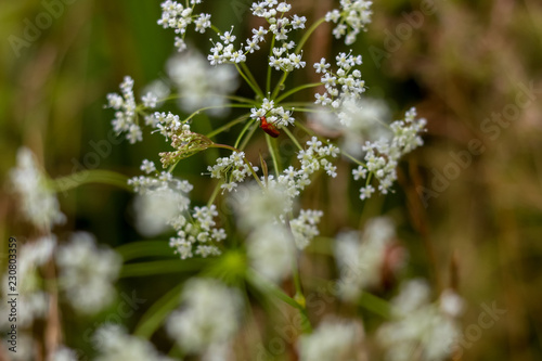 Field flower closeup as background. © Roberts Ratuts