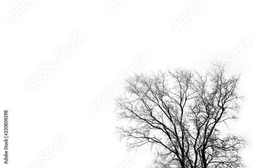 winter tree on an empty background