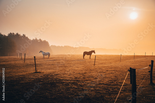 Black and white horse standing on autumn pasture