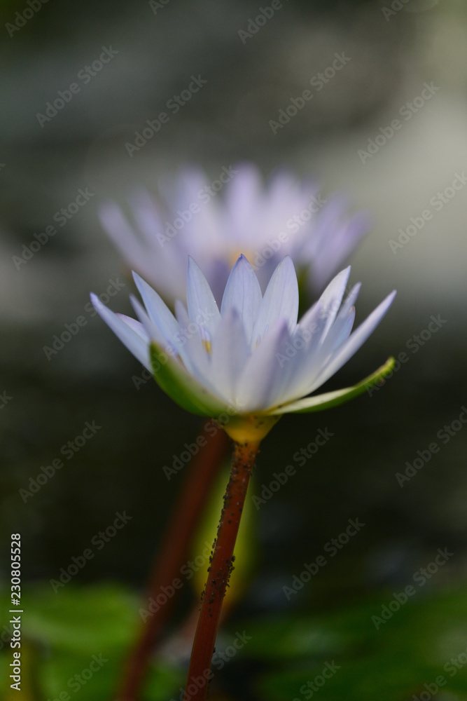 tropical water lily tropical water lily