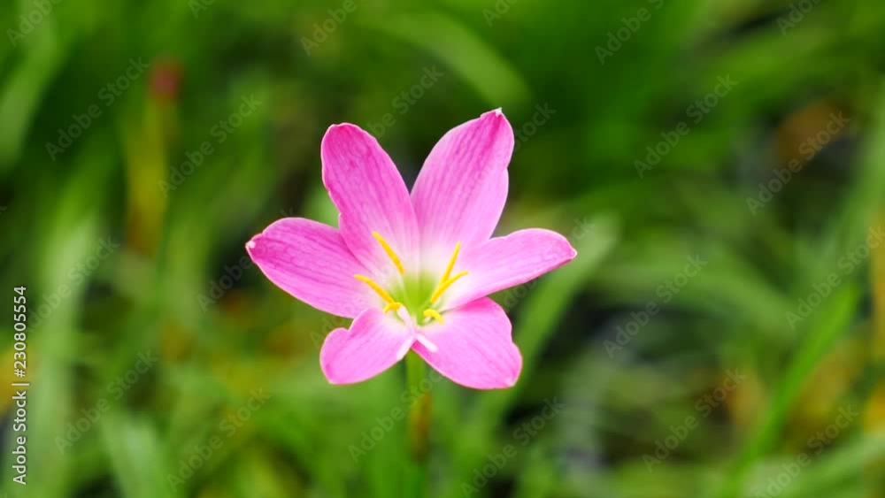 The Single Rain Lily Flower Swaying in The Garden , Top View The Single Rain Lily Flower Swaying in The Garden , Top View