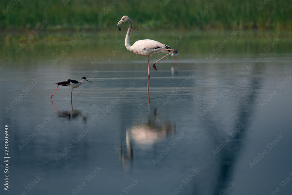 Obraz premium Greater Flamingo , a large white water bird 