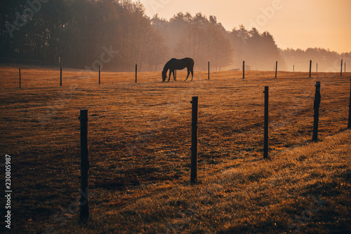 Fototapeta Naklejka Na Ścianę i Meble -  Horse silhouette on orange morning autumn pasture