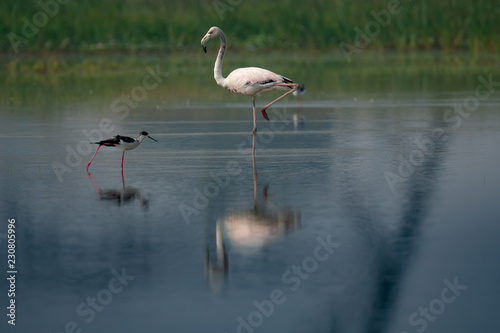 Greater Flamingo   a large white water bird 