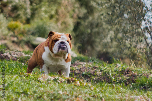 bulldog on the lawn in the forest