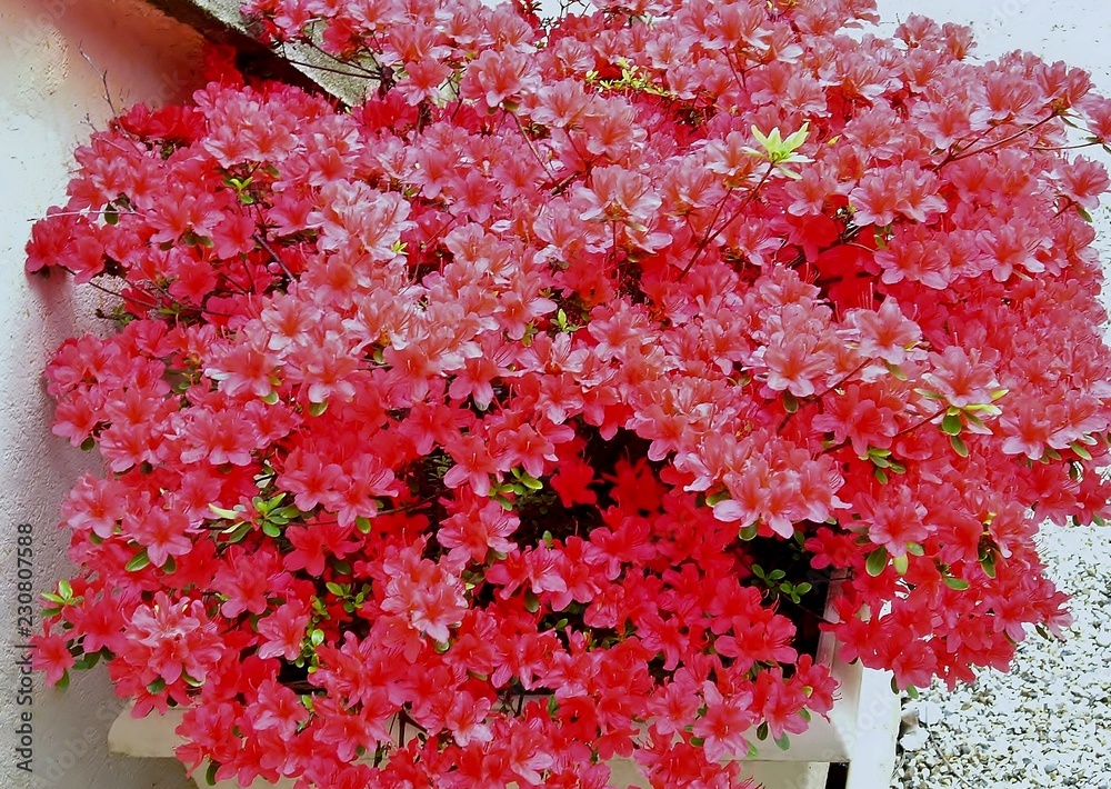 Azalée (Japanese azalea) en pot, avec une abondance de fleurs roses ...