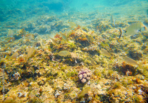 Mediterranean underwater fishes in reef