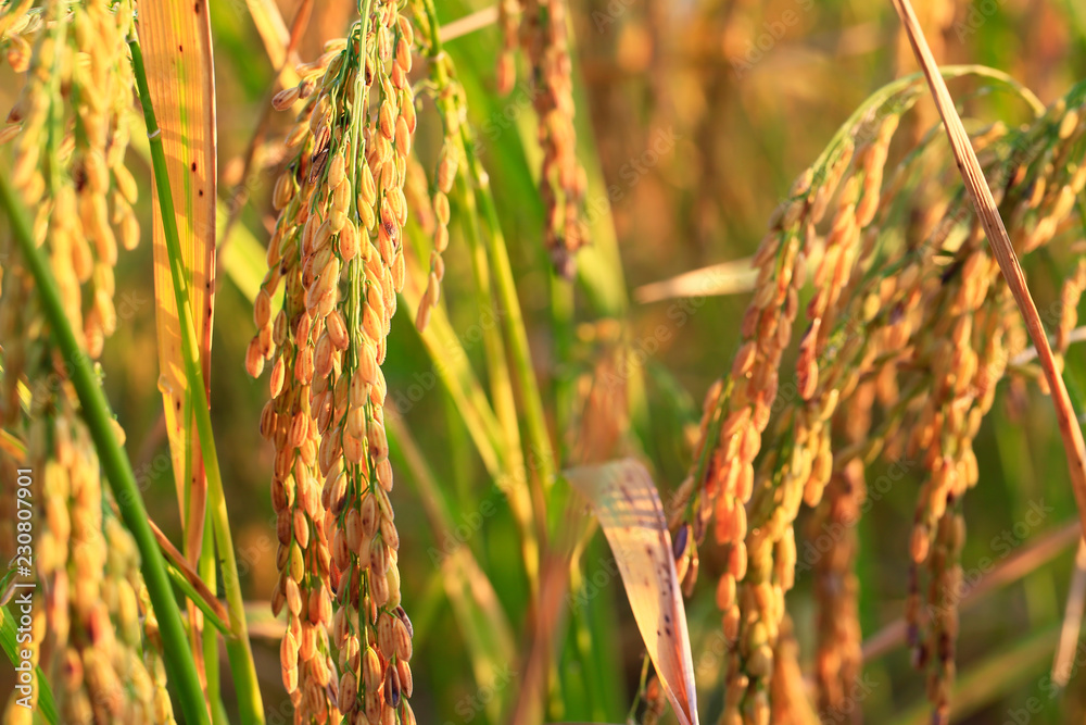 Fototapeta premium golden filed rice in sunrise and sweet light 