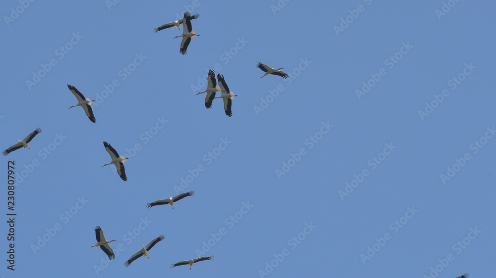 Gruppo di cicogne bianche in volo circolare