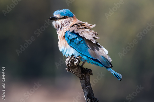 Indian Roller on tree branch 
