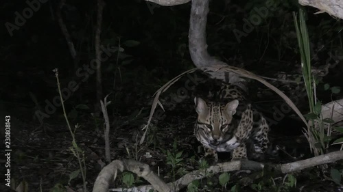 Ocelot (Leopardus pardalis) at night  under a  tree eating, Pantanal wetlands, Brazil,  photo