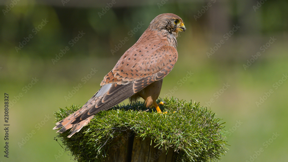 Gheppio sul posatoio, in primavera, che osserva alla sua destra Gheppio sul posatoio, in primavera, che osserva alla sua destra
