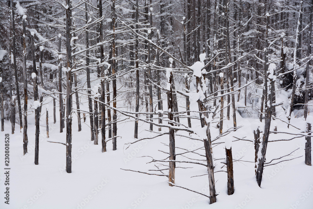 Fototapeta premium 冬の湖 美瑛町