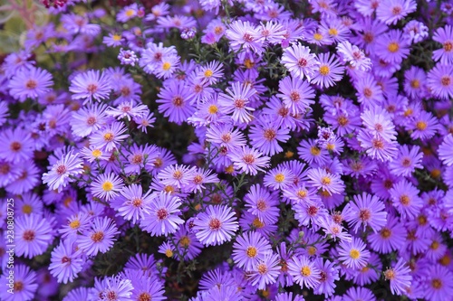 purple aster flower garden photo