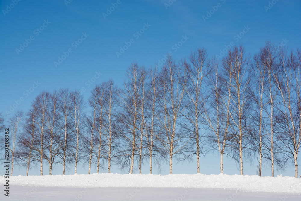 冬の青空と白樺並木 美瑛町 Stock 写真 Adobe Stock