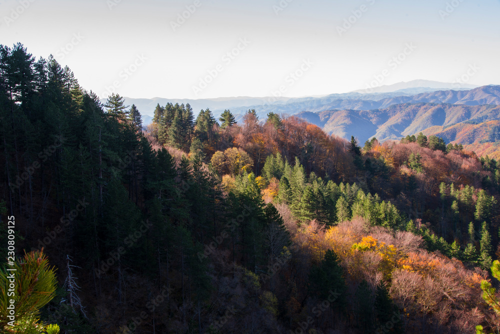 Fototapeta premium Forest landscape morning view in Frakto, Drama, Greece