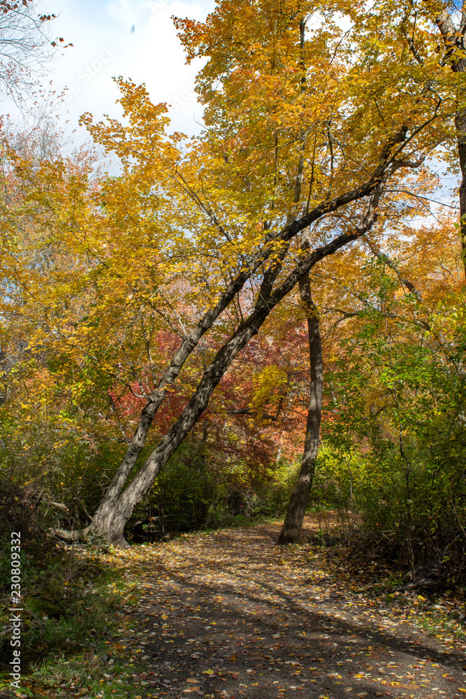 Beautiful Fall Foliage on a Path