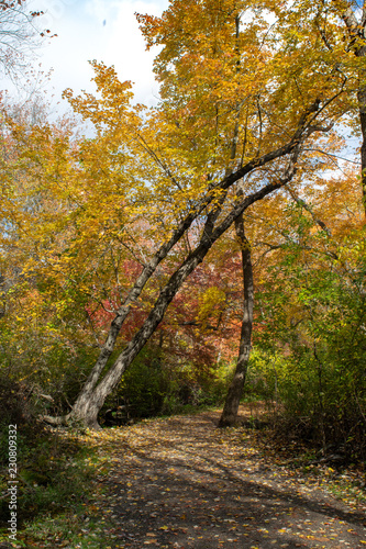 Beautiful Fall Foliage on a Path