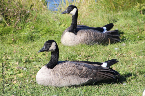 Geese Resting On The Grass, William Hawrelak Park, Edmonton, Alberta