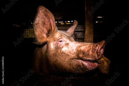 Schwein im Portrait