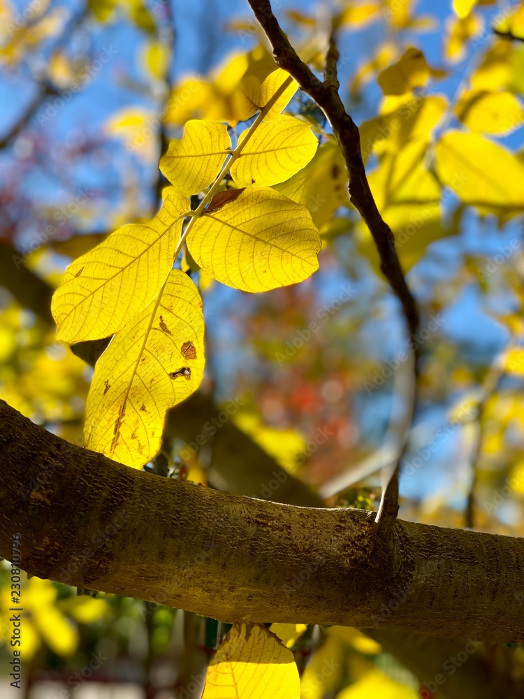 Obraz premium Beautiful lightning in trees in fall time