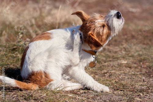 Cute pet dog puppy scratching in the grass