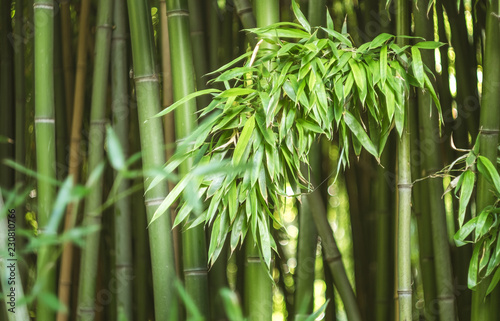 Bamboo leaves lit by the sun on the background of a bamboo grove