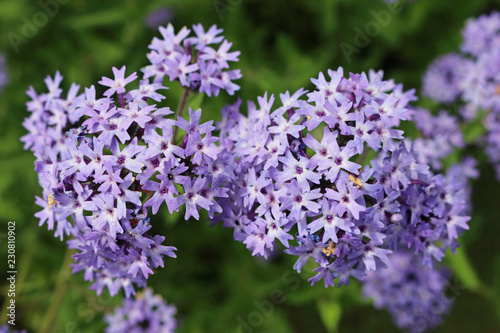 Purple Argentinian vervain flowers
