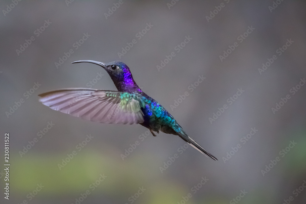 Obraz premium Hummingbird Costa Rica
