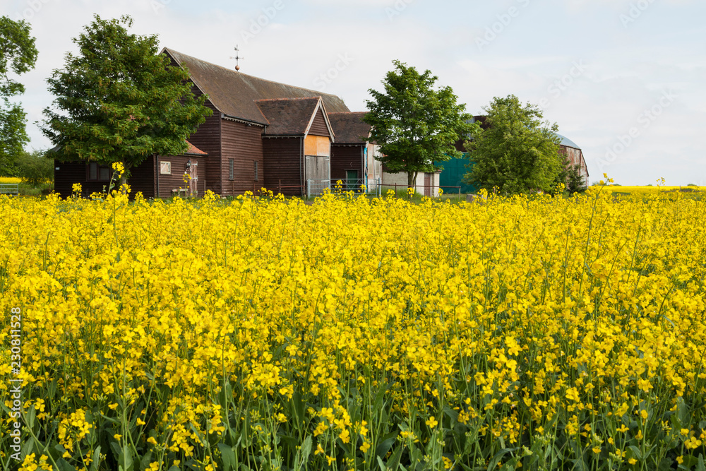 Yellow blossom colza field