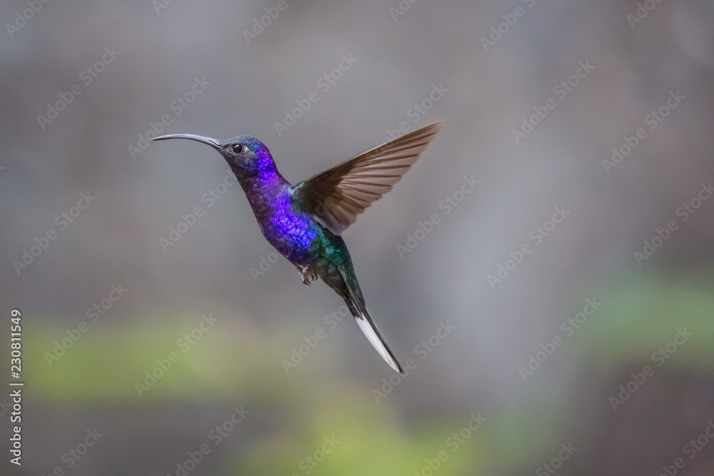 Hummingbird Costa Rica Hummingbird Costa Rica