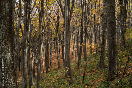 Forest in the november with yellow autumn leaves